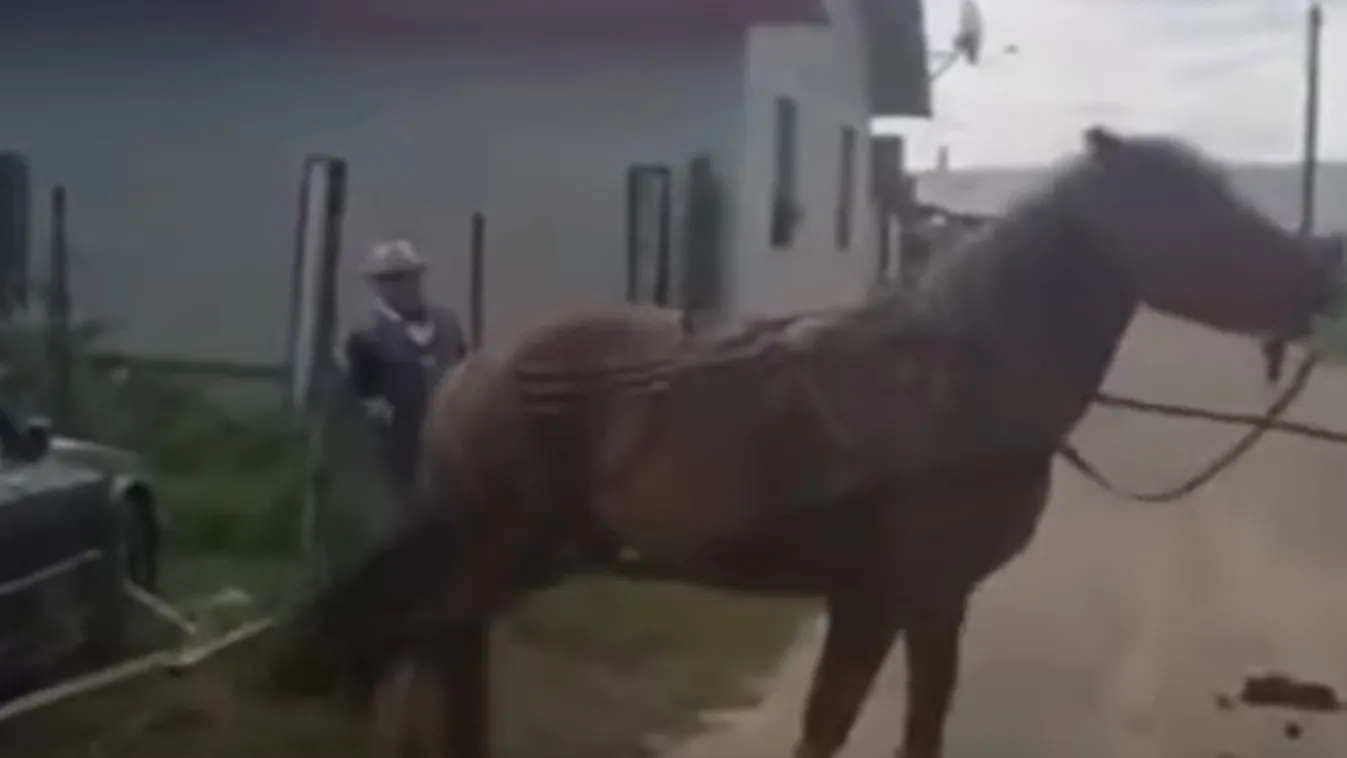 Brutális állatkínzás Tordán: videóra vette a szörnyű kegyetlenséget