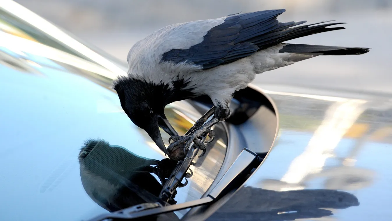 Emberekre támadnak a varjak: így védekezhetünk