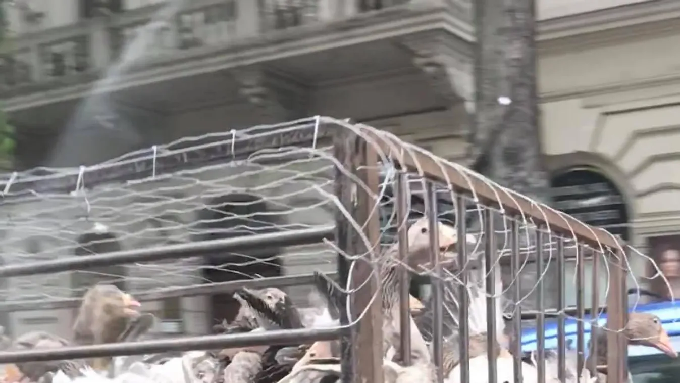 Horror az Andrássy úton: brutális körülmények között szállították a libáka– videó