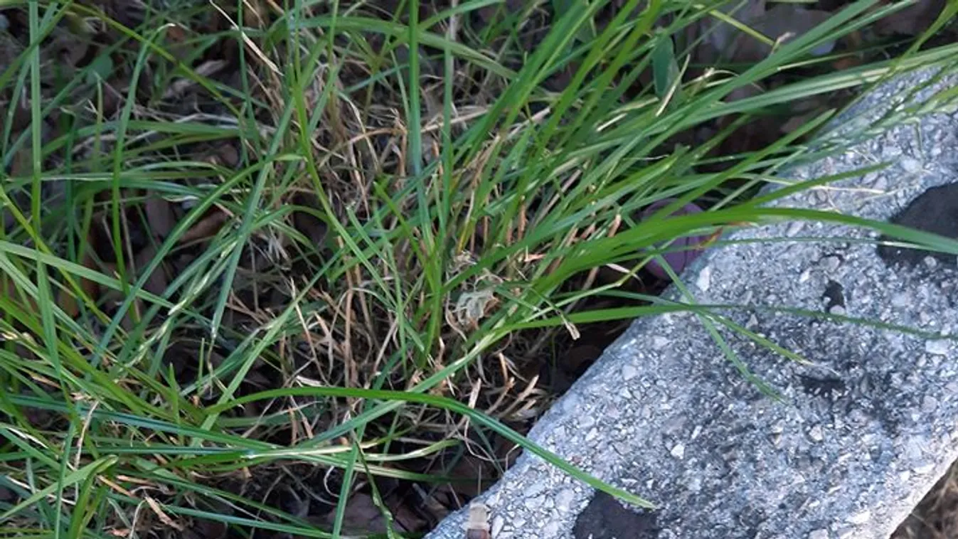 Szörnyen megijedt az anyuka: kis híján drogos tűbe tenyerelt a kisfia Kispesten