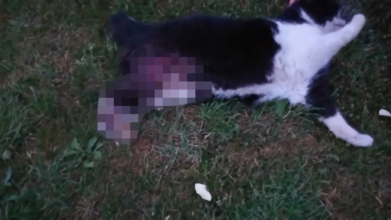 Mi van itt? Rengeteg macskát kínoznak meg országszerte