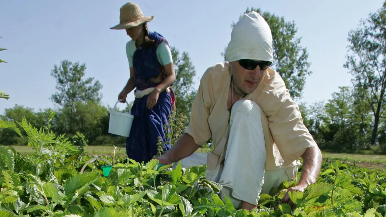 Elképesztő, mi van a magyar eperföldeken - volt, ahol rendőrt hívtak