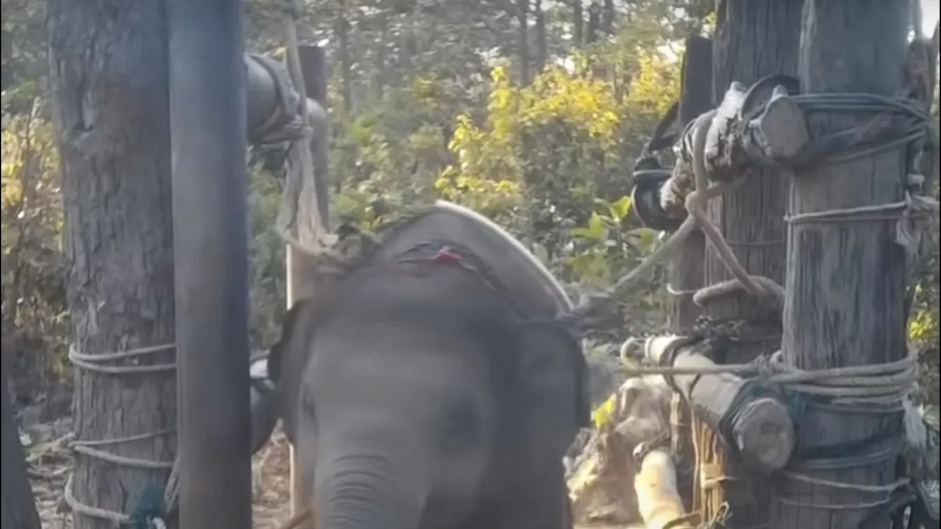 Megrázó: kegyetlenül megkínoztak egy kiselefántot -videó