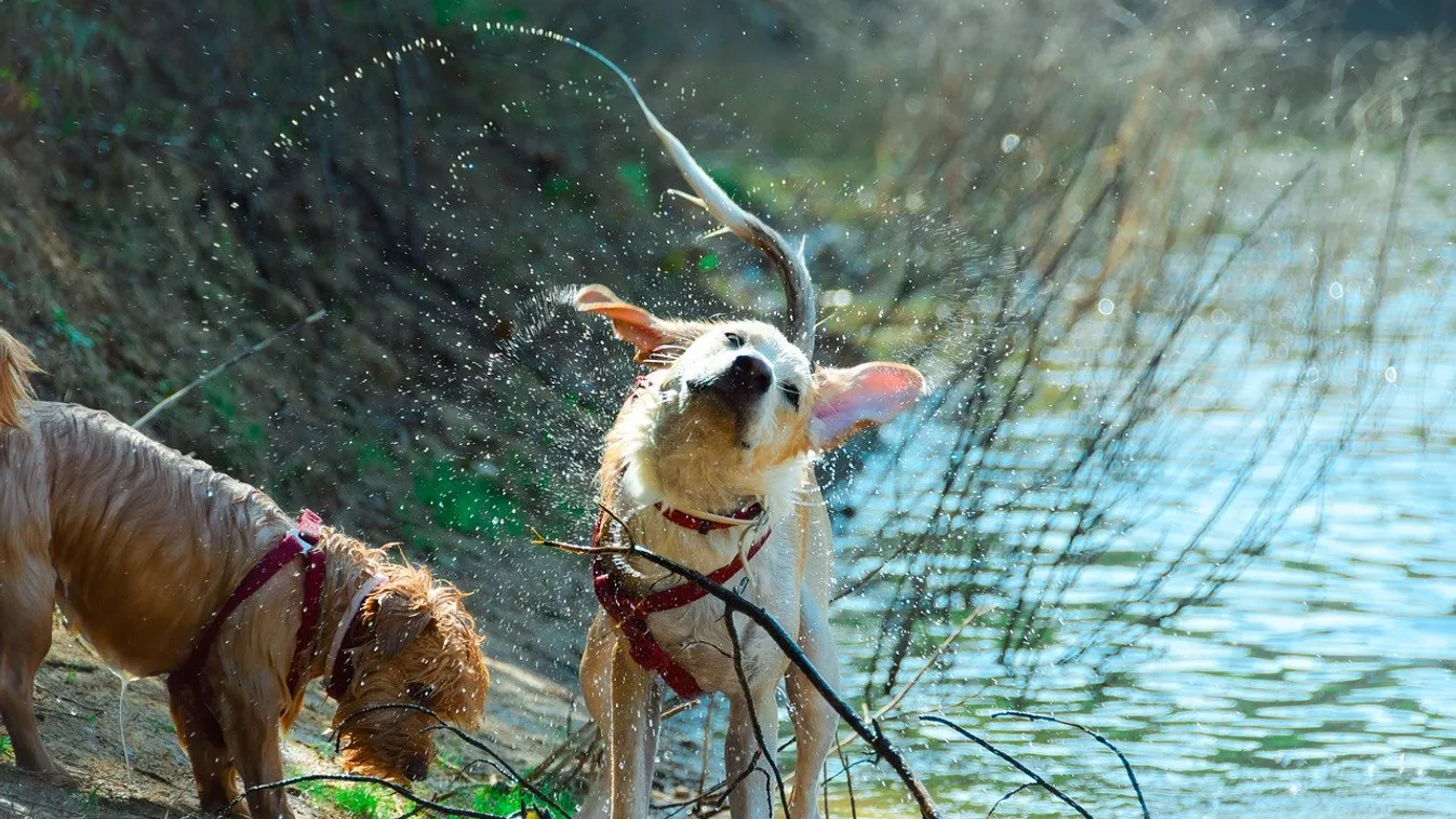 A futónők után új célpontot találtak maguknak a támadók