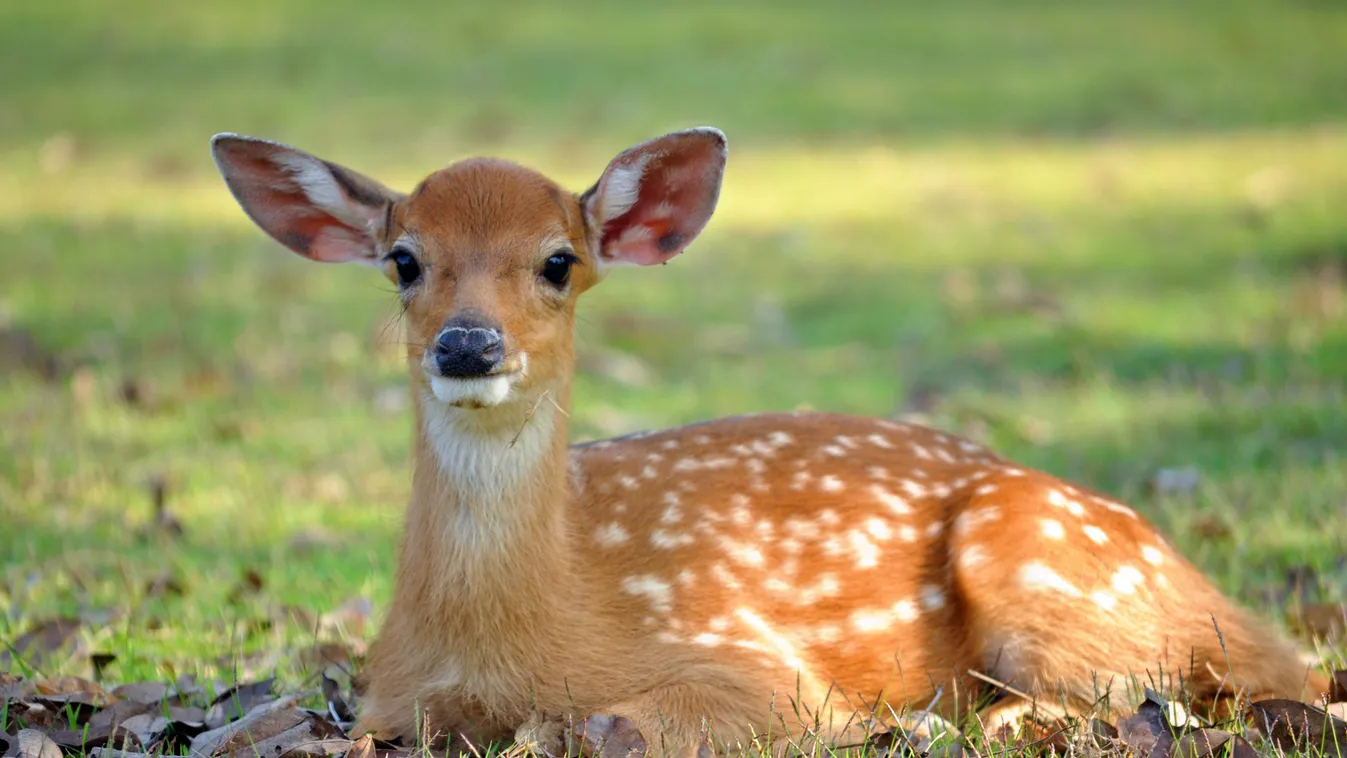 Falkába verődött kutyák kergetik halálba az őzeket