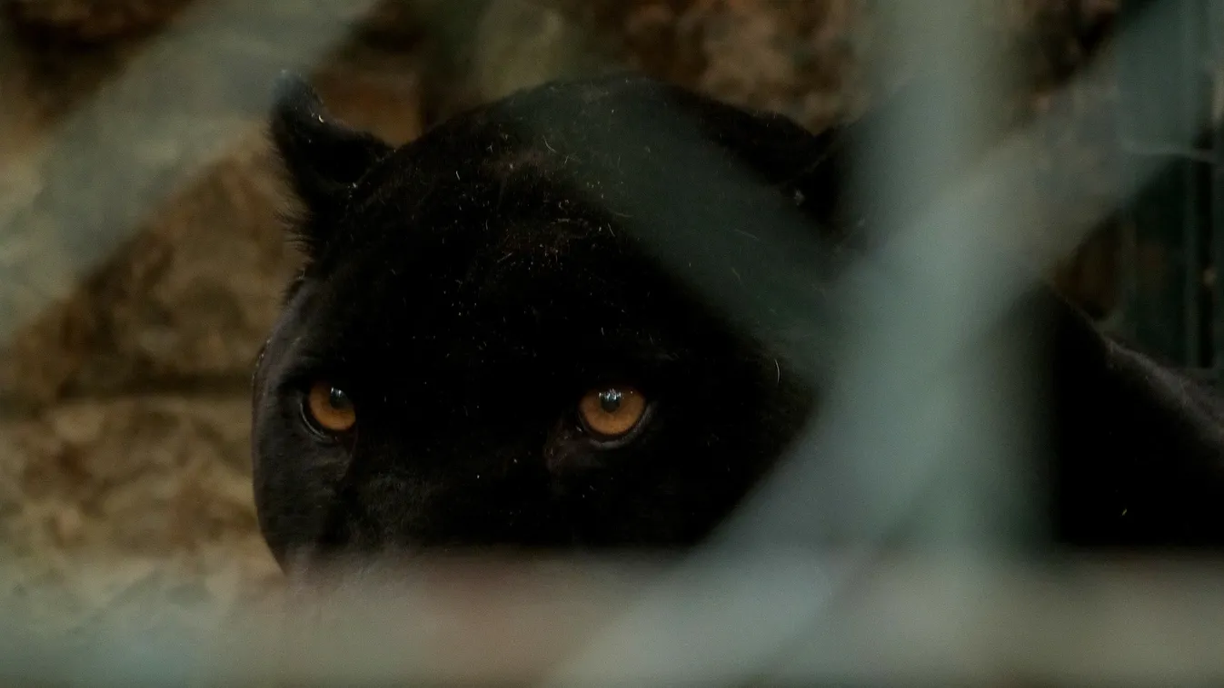 Egy fekete párduccal találta szemben magát kutyasétáltatás közben egy nő