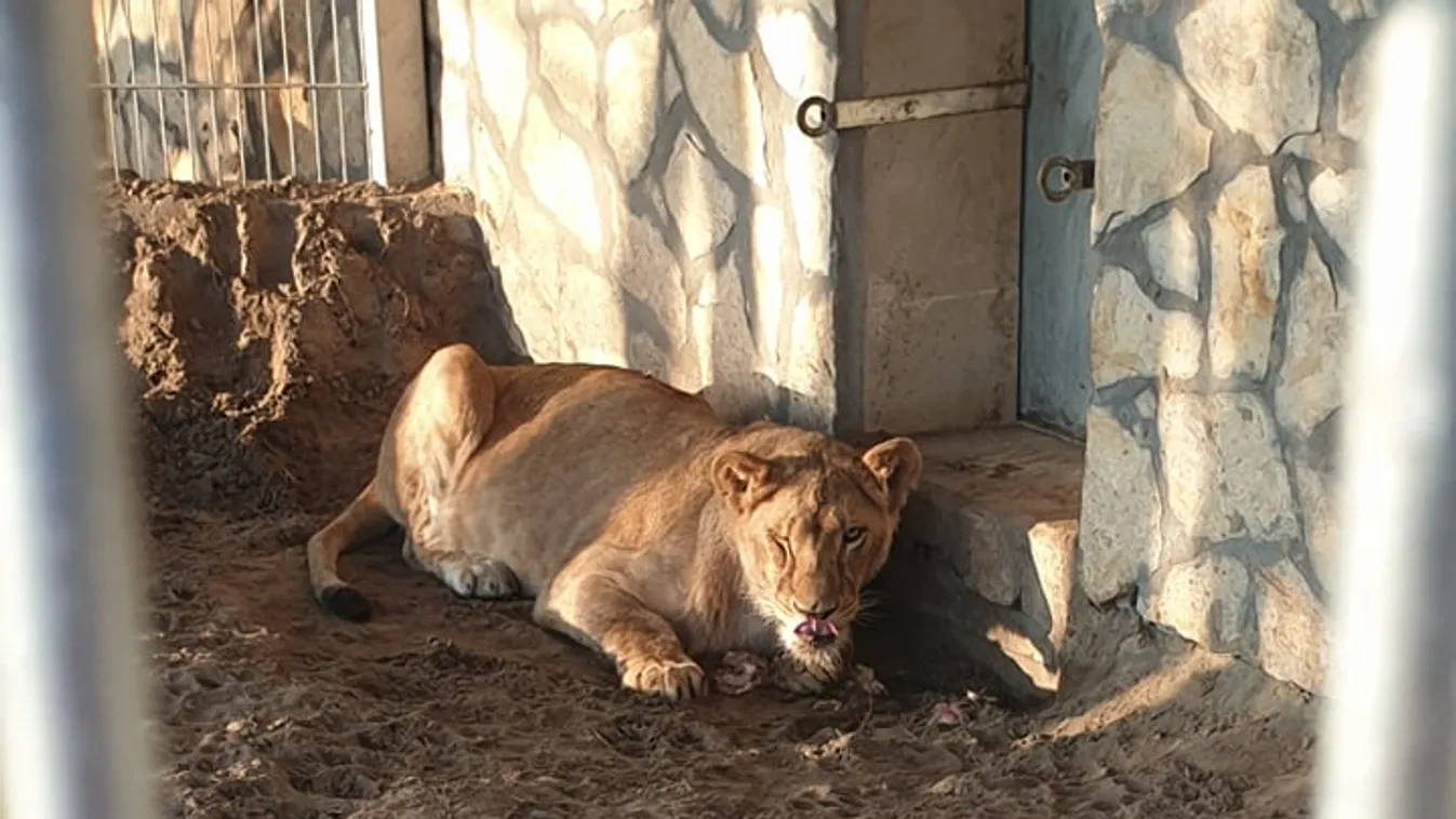Fusson! – kiabálták a terhes magyar édesanyának, amikor kiszökött az oroszlán a látogatók közé