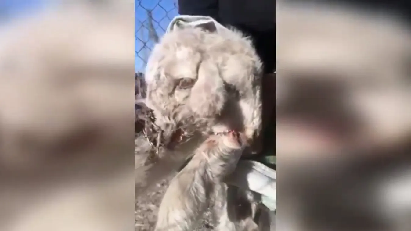 Ledöbbent a gazda: kétfejű és három fülű báránya született – videó