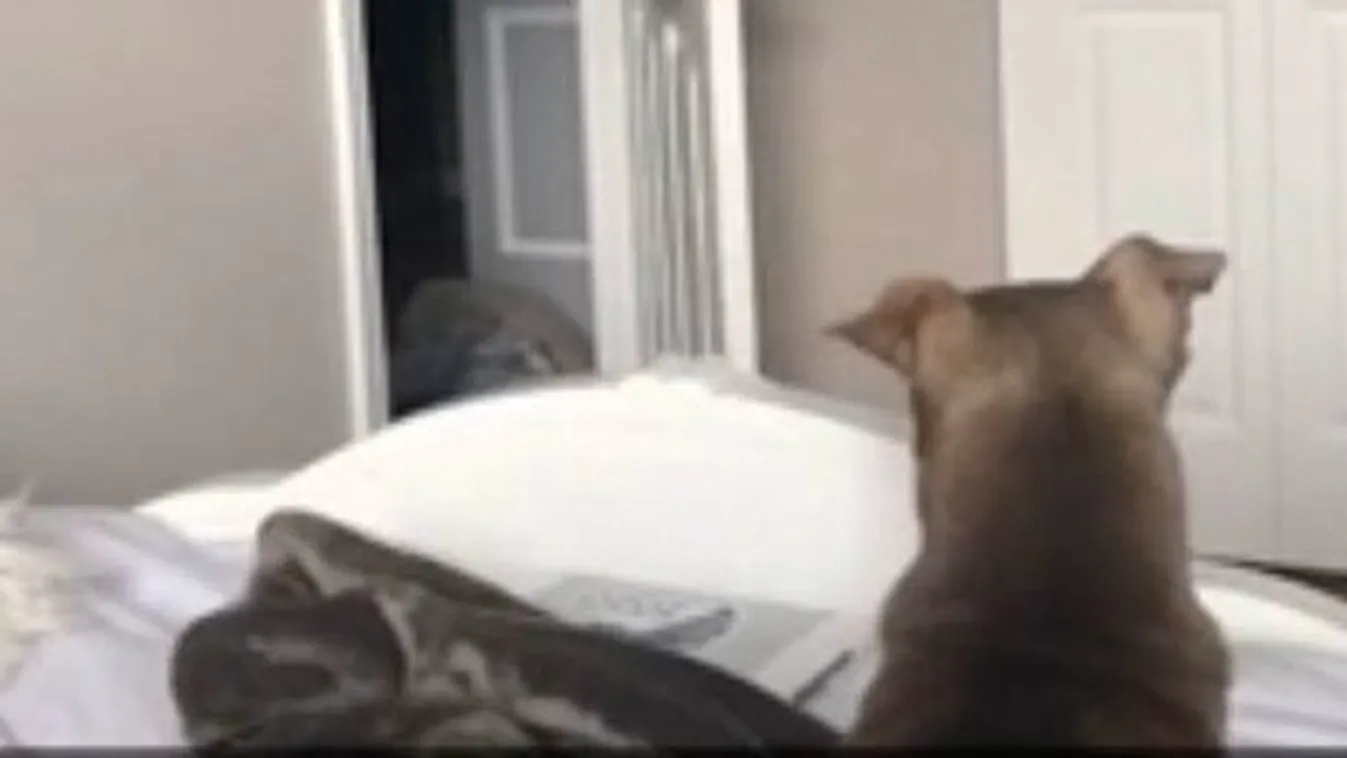 Hátborzongató dolog történt a hálóban, halálra rémült a család kutyája - Videó