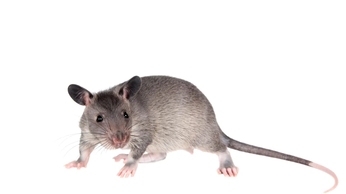 Ellepték Budapestet a patkányok!