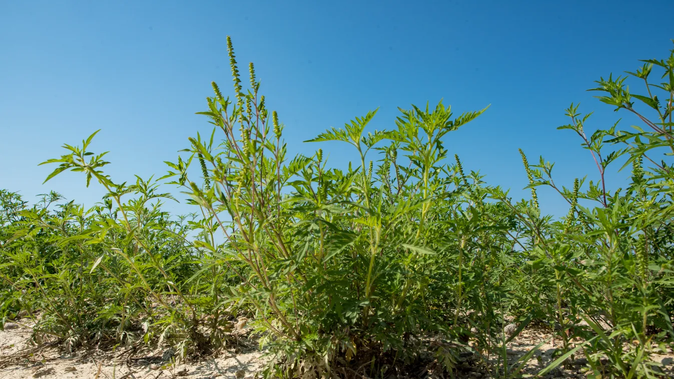 Vedd fel a harcot: sokak életét keseríti meg, de lehet ellene tenni