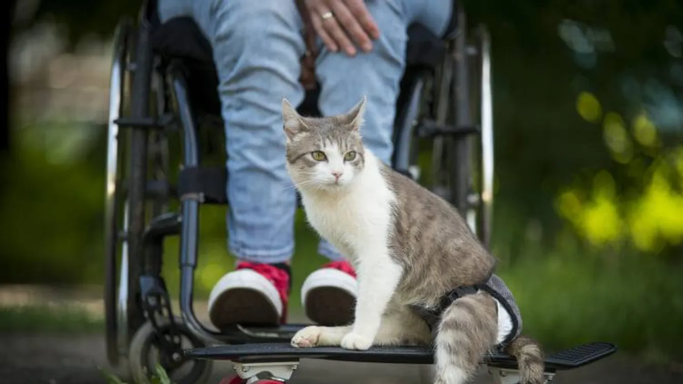 Szívfacsaró: ezért hagyta el családja a cicát, aki most nagy segítségre szorul - fotók