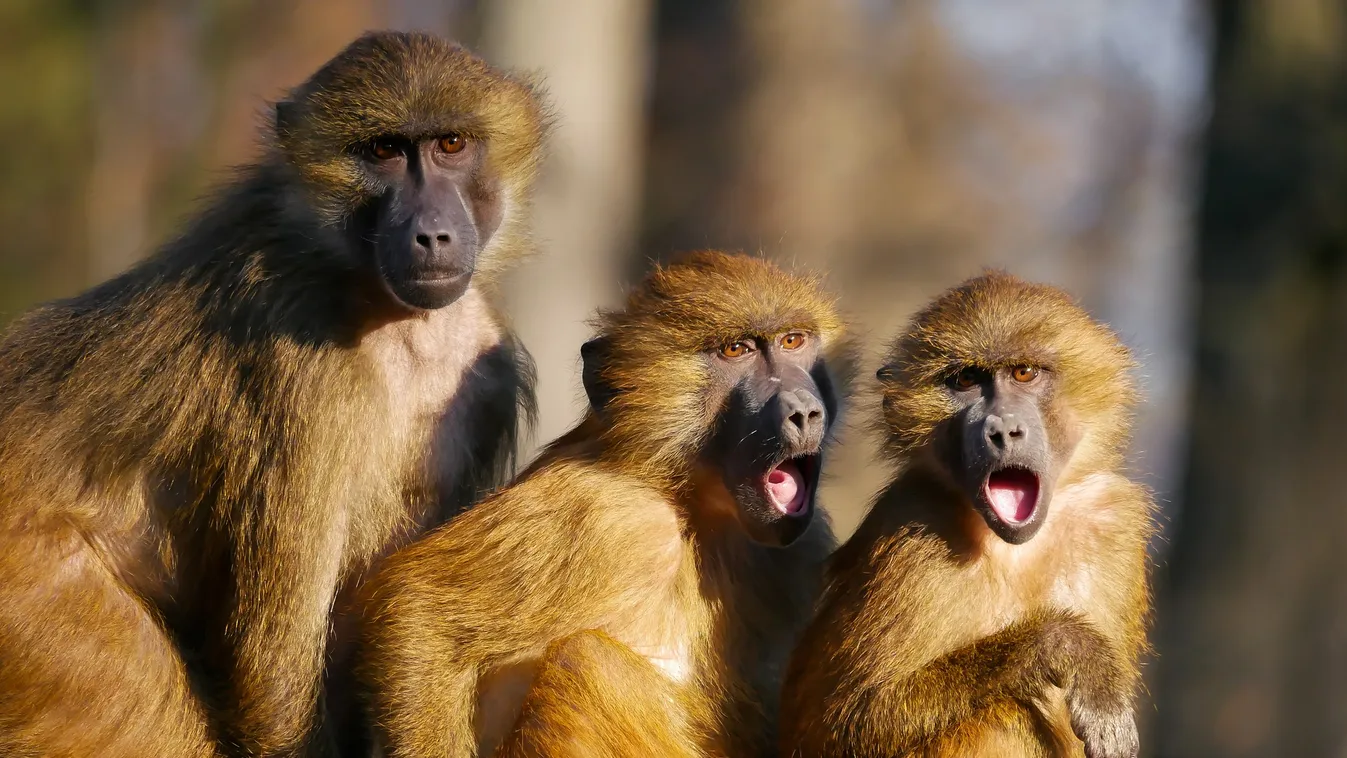 Holtan találták az anyát és 4 gyermekét: brutális támadás áldozatául estek