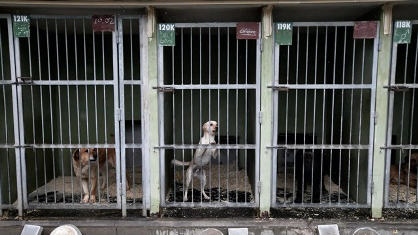 Félő, hogy újra el kell altatni az Illatos úti gazdátlan kutyákat Karácsony szerencsétlenkedése miatt