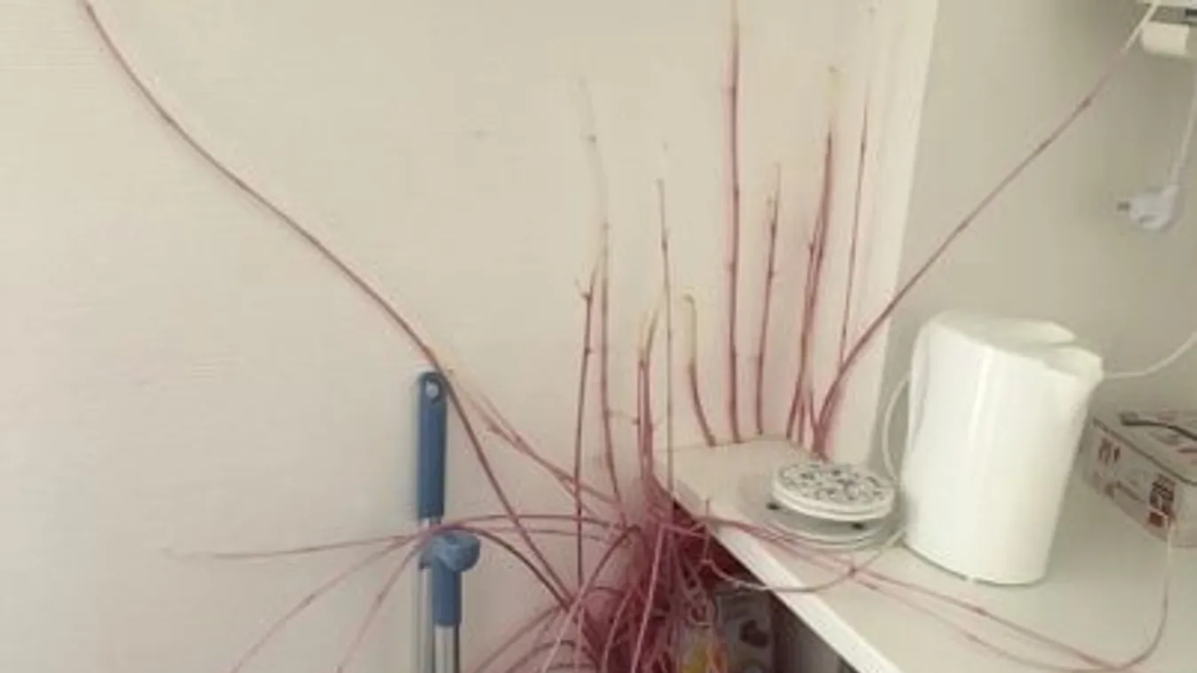 Elsápadt a nő, amikor hazaért: durva, mi hálózta be a konyhát - Fotó