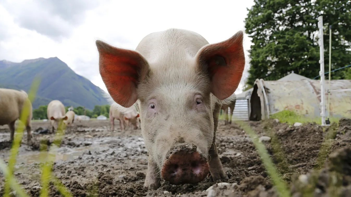 Elszabadultak a sertések, miután felborult egy kamion Tiszaigarnál – fotók