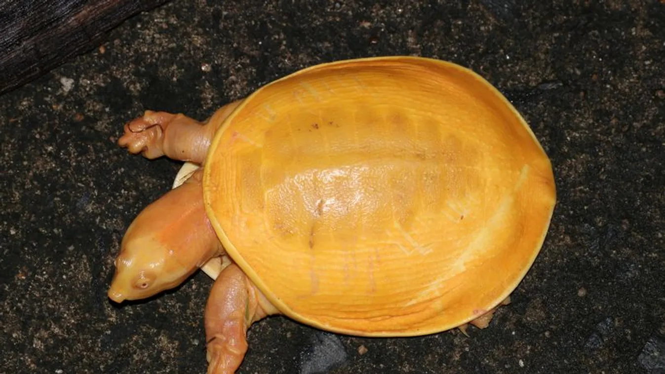 Sokkot kapott a farmer, mutáns teknősre bukkant a kertben - Fotó