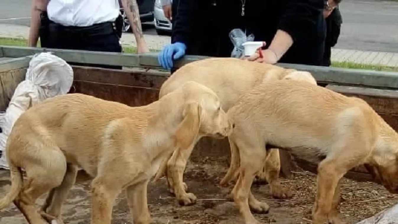 Kegyetlenség: utánfutón bezsákolva vitte a kölyökkutyákat a budapesti férfi – videó