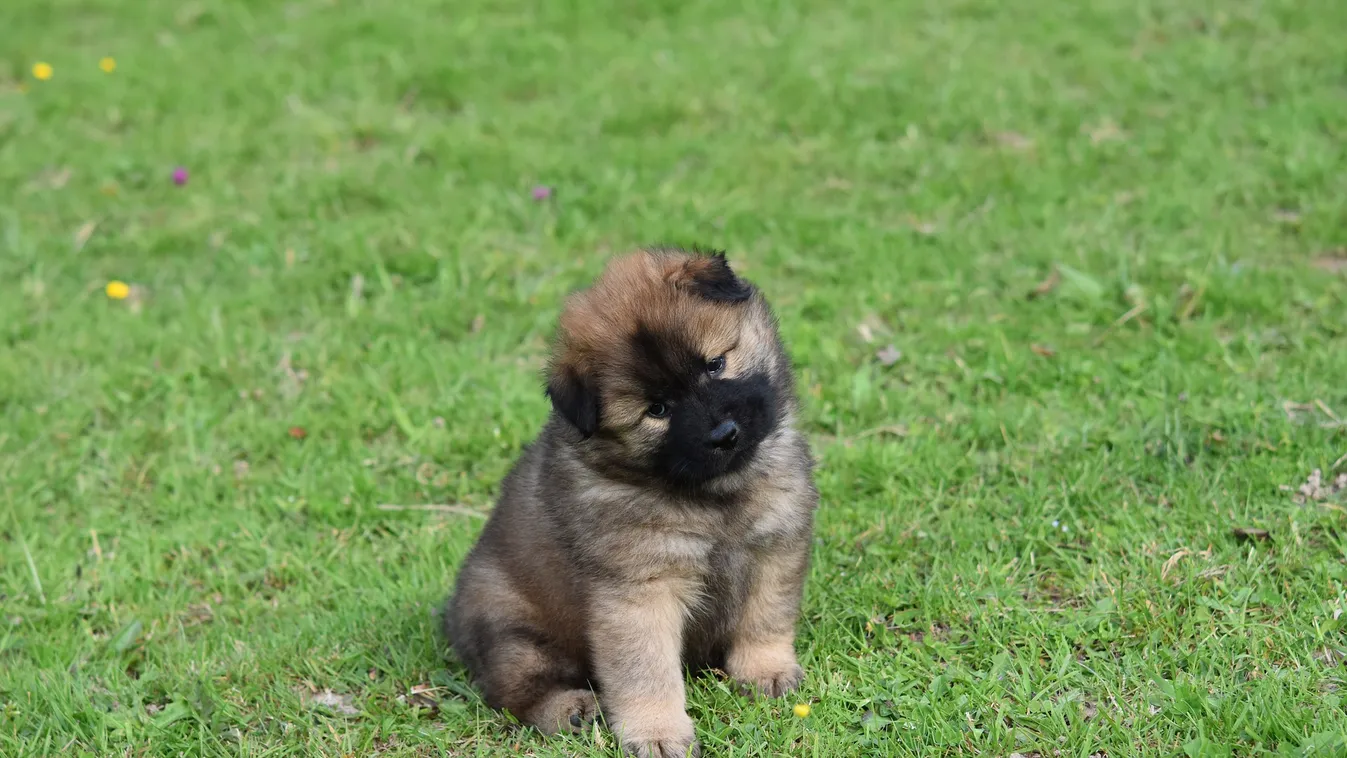 Teljesen másképp kell számolni a kutyaéveket, mint ahogy eddig hittük