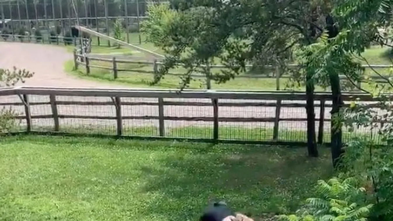 Kisfiával mászott be a krokodilok ketrecébe az anyuka, hihetetlen, miért tette