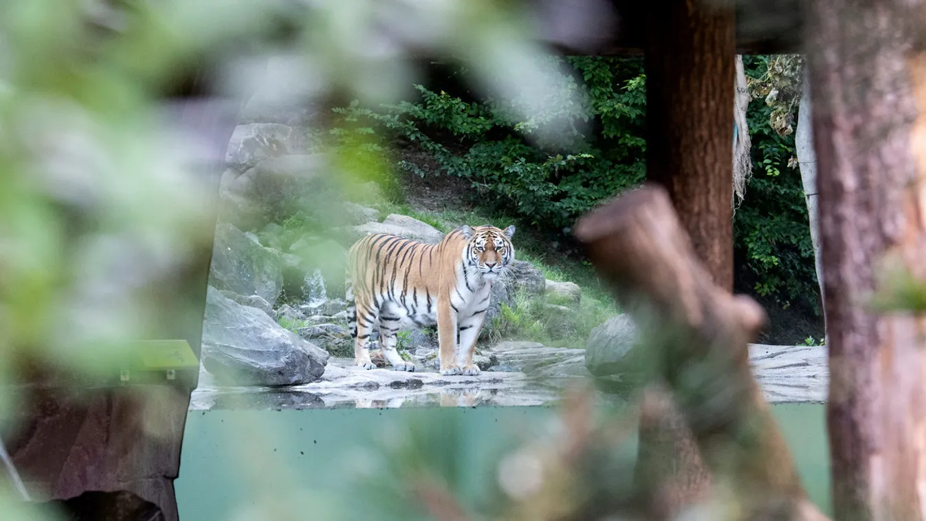 Borzalmas halál: szétmarcangolta a gondozóját a szibériai tigris -videó