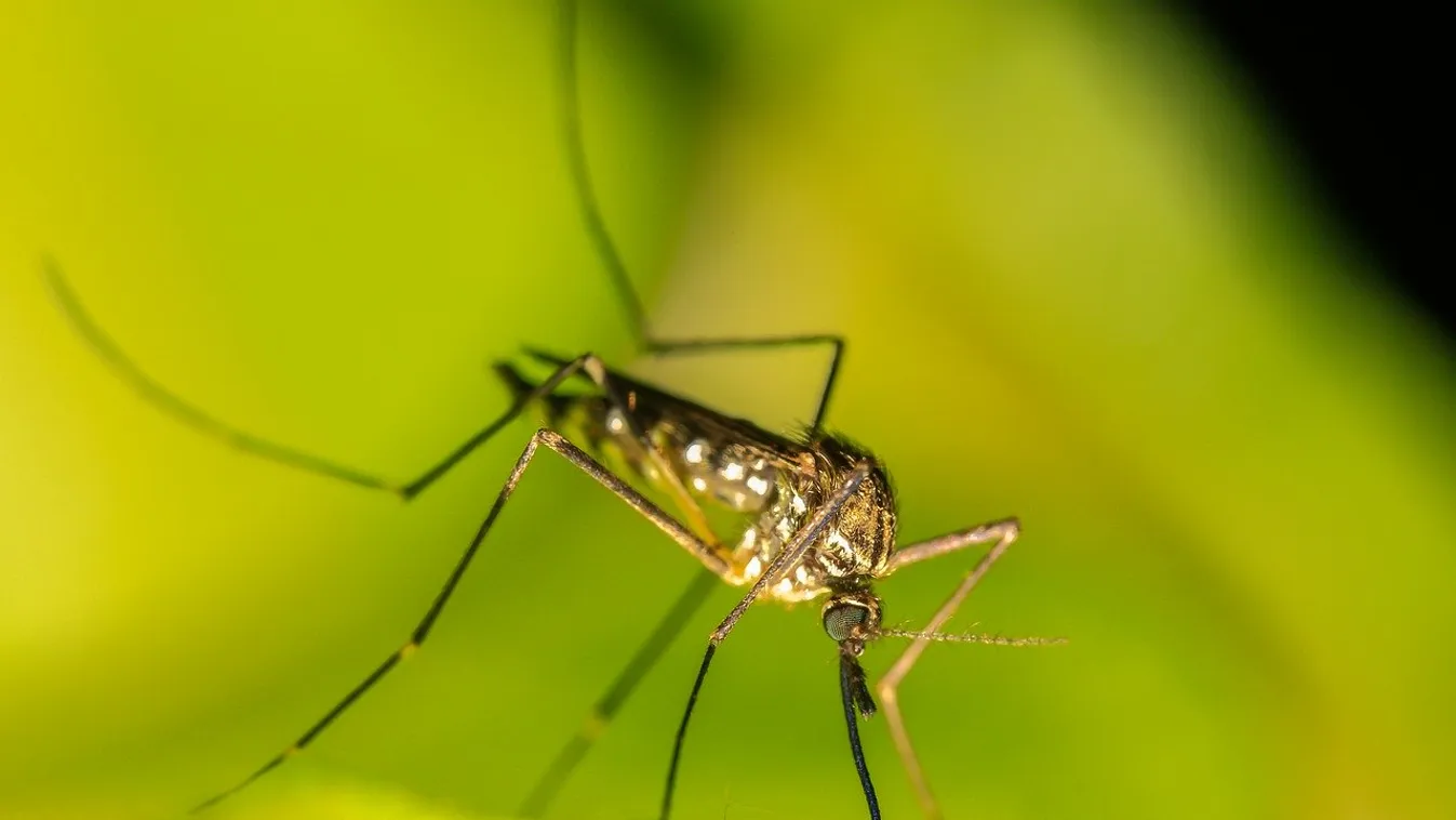 Támadnak a vérszívók, így űzd el a kertből a szúnyogokat