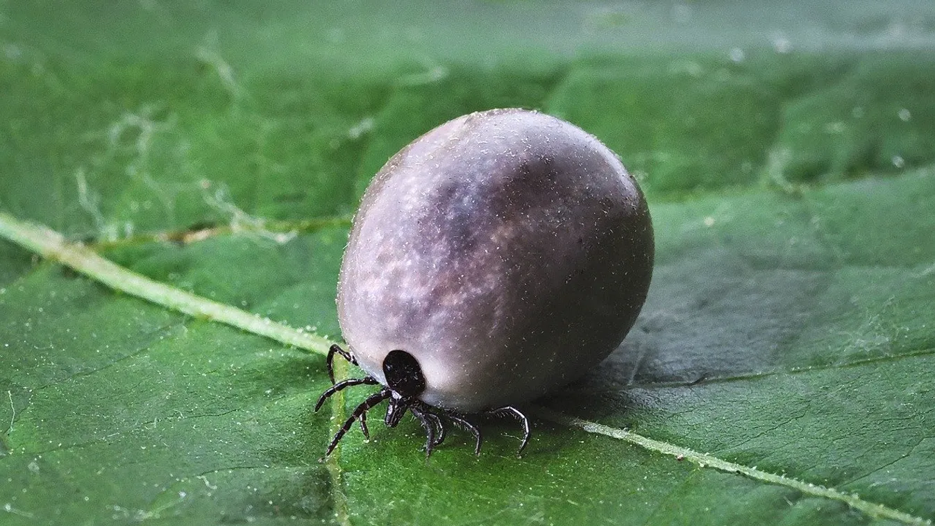 Így tartsd távol a kullancsokat, ha kirándulni mész