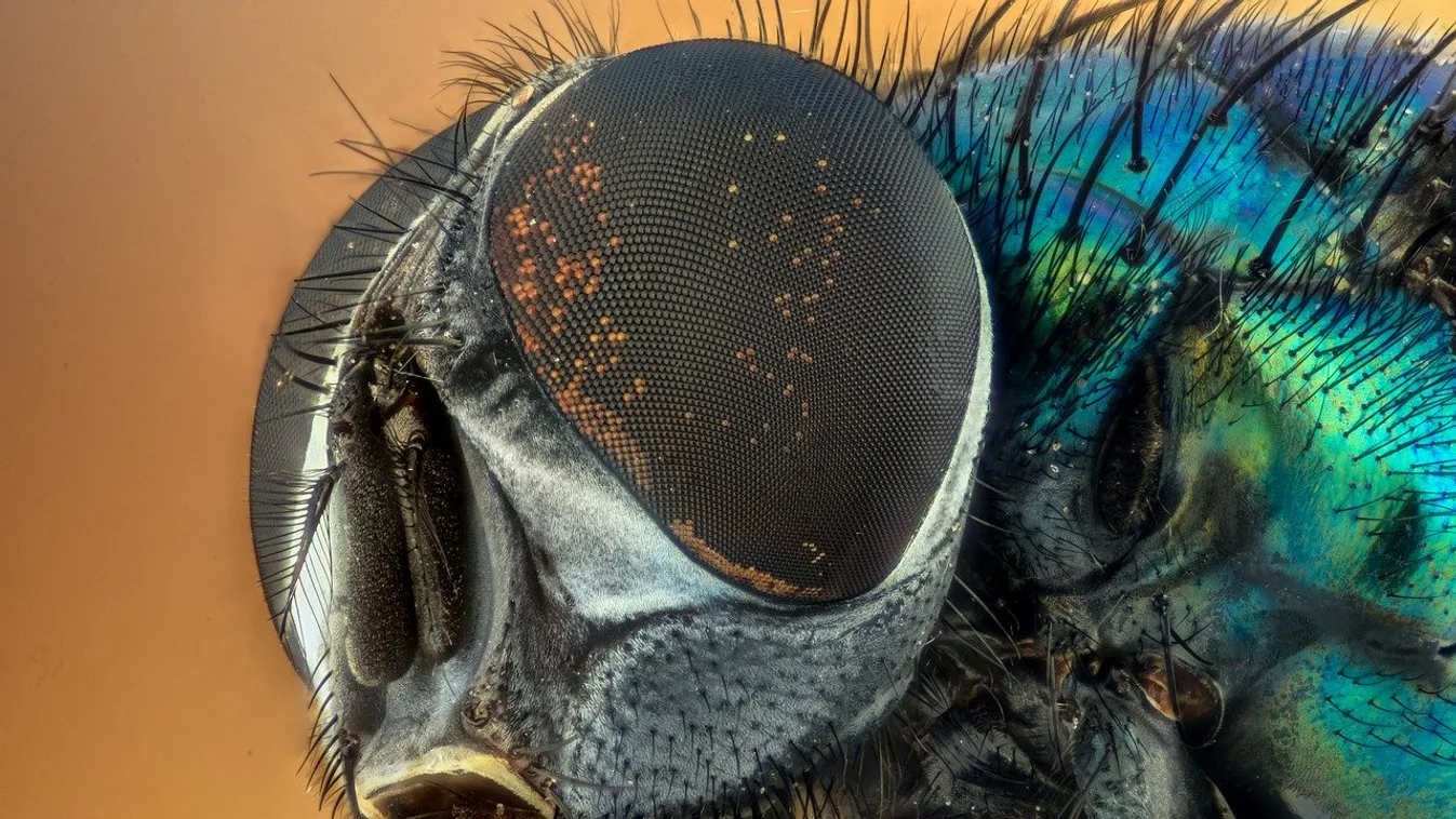 Ezt vesd be a legyek ellen, nem zavarnak többé