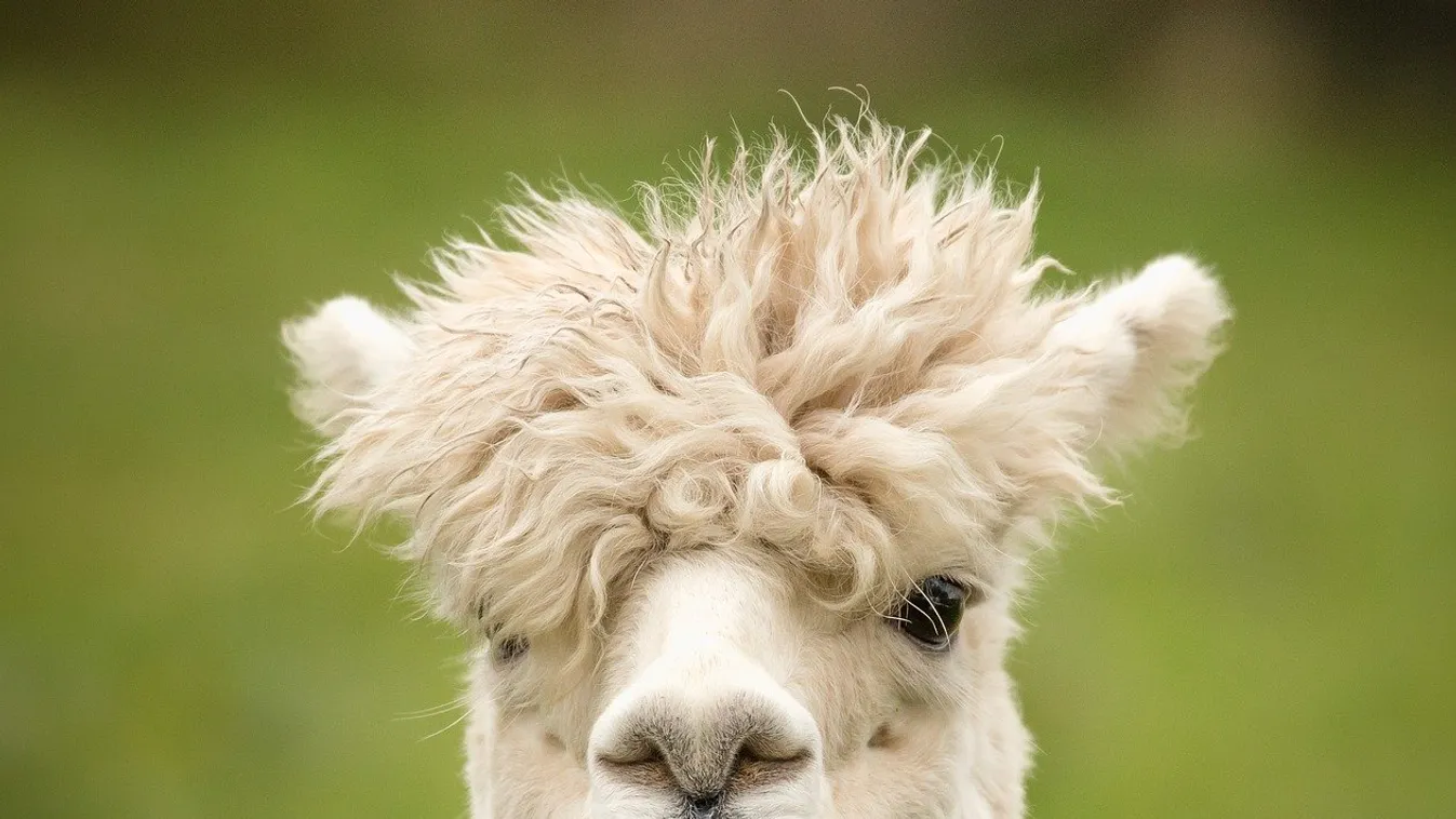 Vigyázz koronavírus, jön a teve rokona!