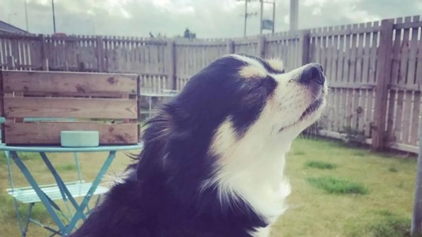 Összetört a család, széttépte egy brutális fenevad kis kedvencüket