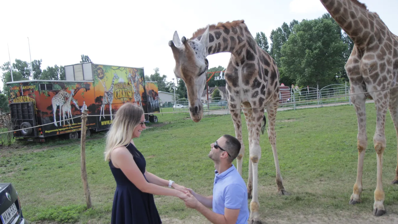 Belehajolt a zsiráf a magyar szerelmesek intim szférájába: Sorsdöntő pillanat volt!