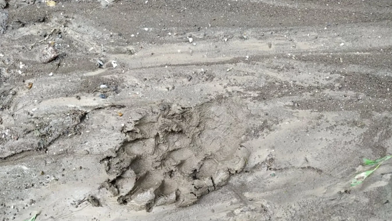 Medvetámadás Heves megyében! Egyre több helyen látnak medvét Magyarországon