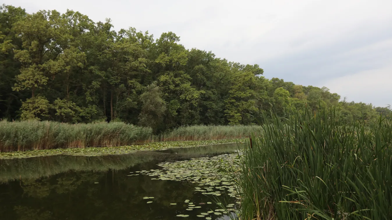 "Sajnos a bika igen alattomos állat" - életet mentettek rendőrök Hercegszántón