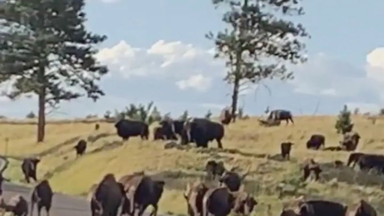 Bölénnyel akart szelfizni, kórház lett a vége – durva videó