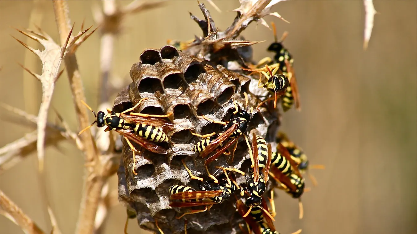 Horror: darazsak támadtak meg egy turistacsoportot a Mátrában