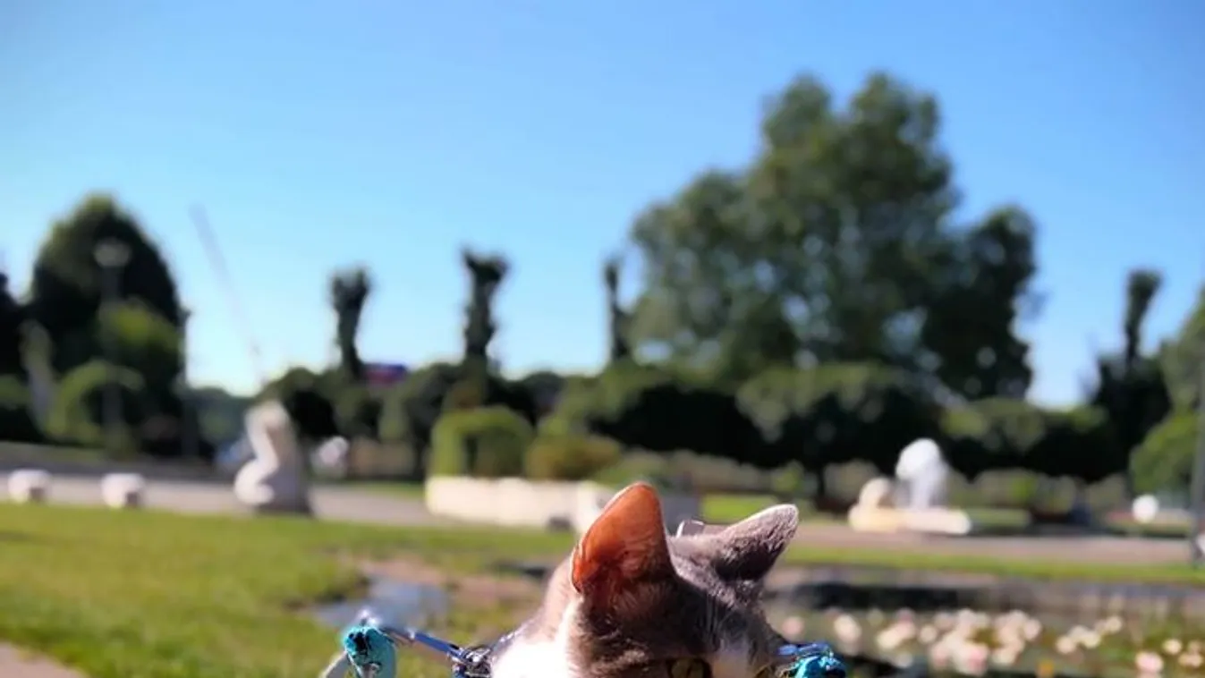 Megkapta kocsiját Orca, a lebénult cica