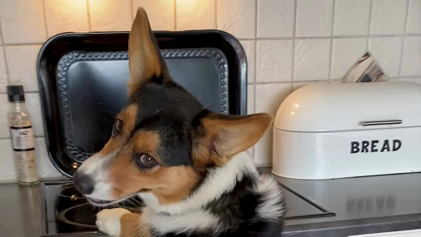 A nap képe: Így lopták el a gazdi vacsoráját a trükkös kutyák