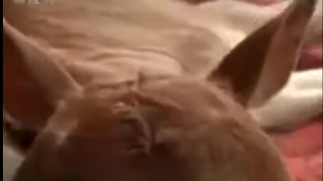 Halálra rémült a gazda, amikor megpillantotta az újszülött borjút - videó