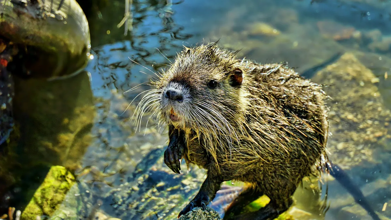 Kutya méretű patkányok bukkantak fel, mire a lakók elkezdték etetni őket...
