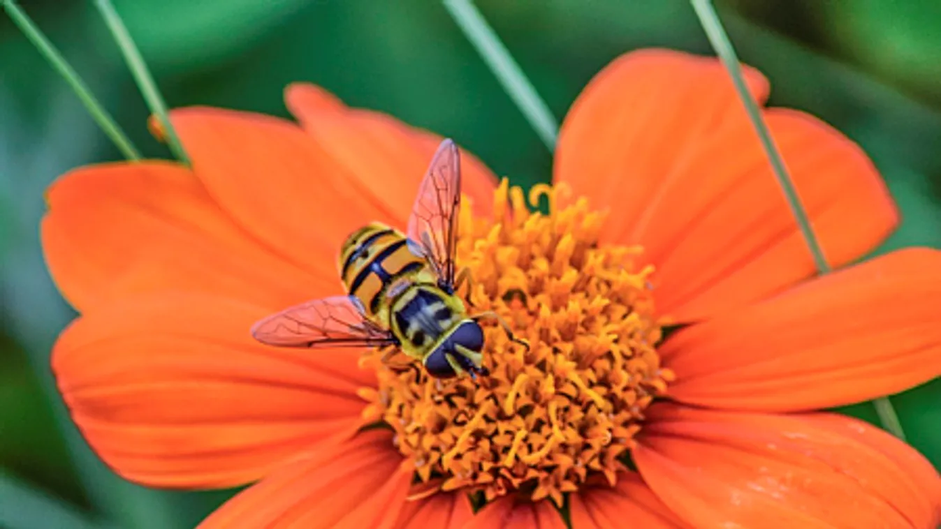 Brutális darázstámadás Jakab-hegyen, elájult a túrázó