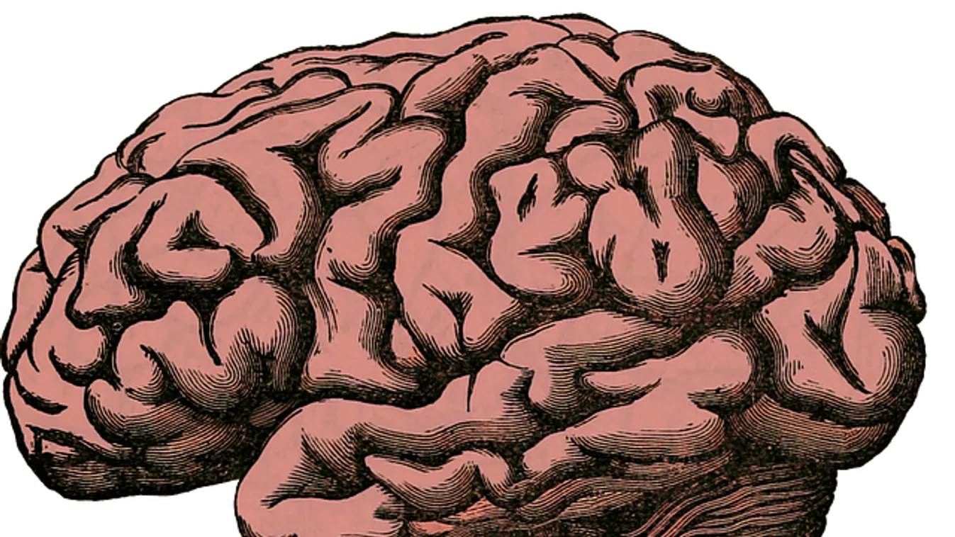 Az orvosokat is sokkolta az, amit a fejfájásra panaszkodó férfi agyában találtak