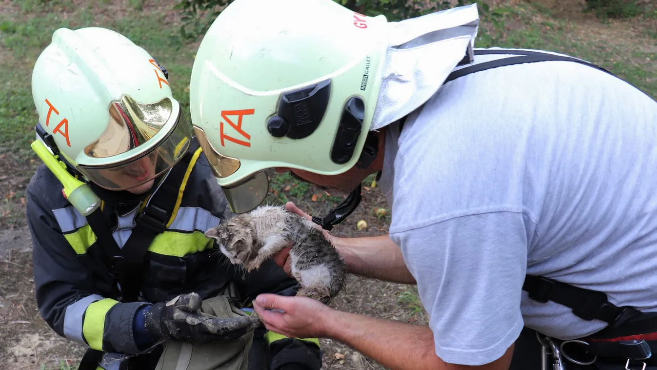 Egyikünk sem élte volna túl, ami ezzel a kiscicával történt, de ő már vidáman nyávog – fotó