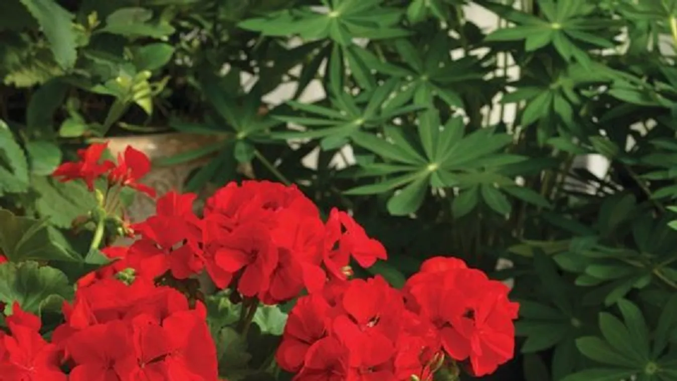 Így lesz jövőre teljesen ingyen muskátliözön a teraszodon