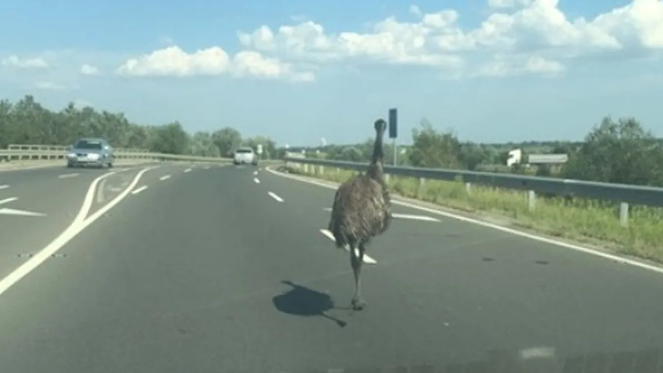 Elképesztő: újabb elszabadult emu okozott felfordulást, most Szolnoknál