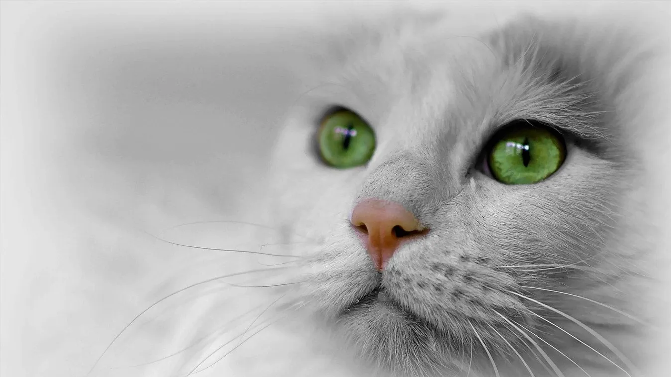 Odáig vannak a netezők a citromsárga macskáért, ezt figyeld!