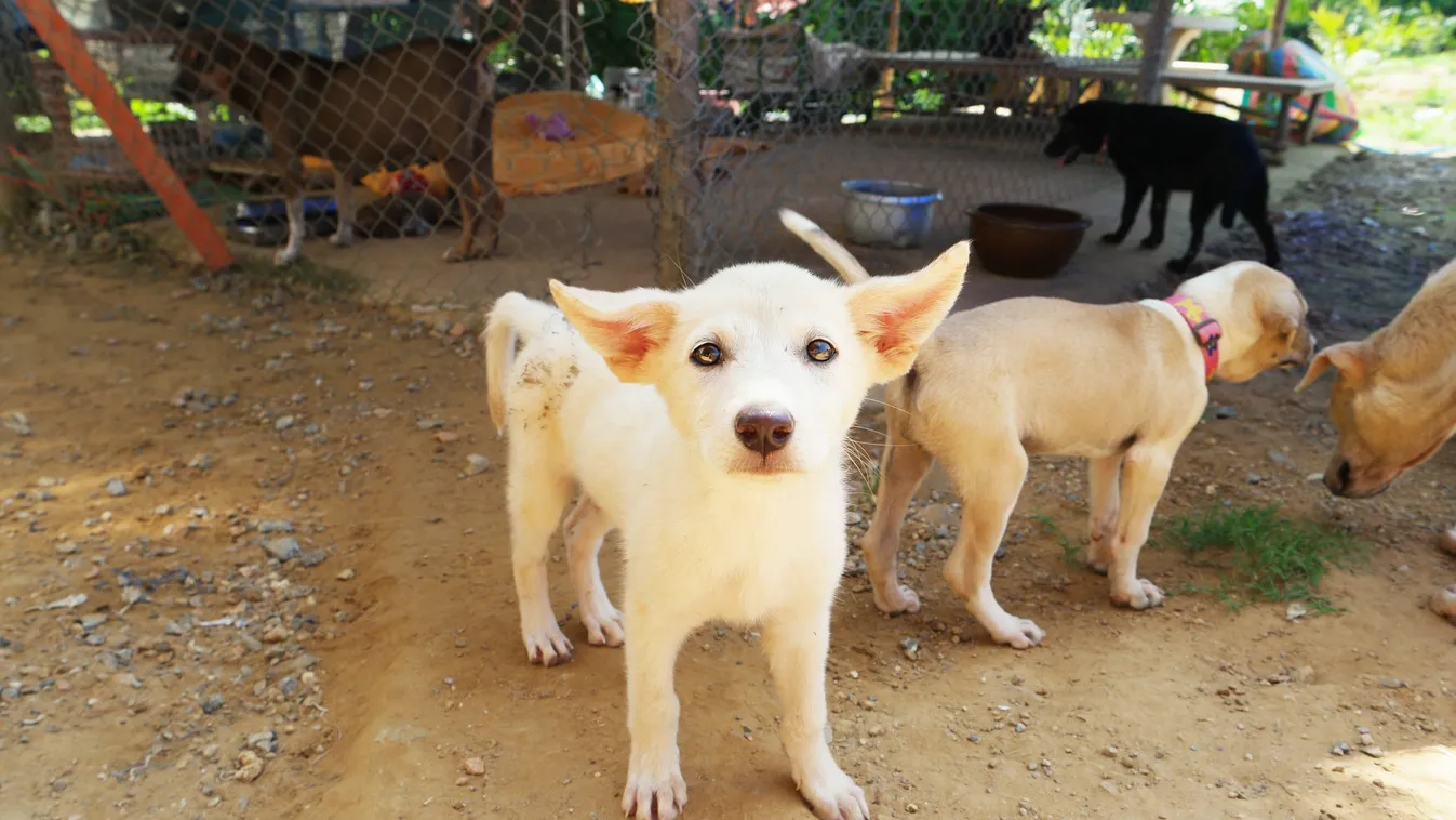 Sokkoló: 24 kutyát mészároltak le egy menhelyen!
