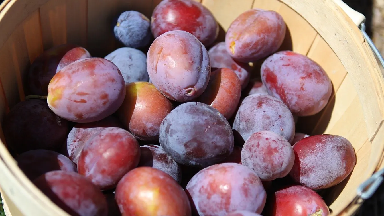 Így tedd el a szilvát télire: Ez a módszer ingyenes, ne fogyaszd a drága áramot!