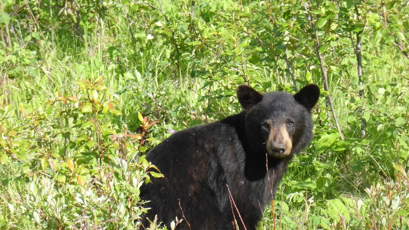 Medve a pályán, a frászt hozta a golfozókra a hatalmas grizzly