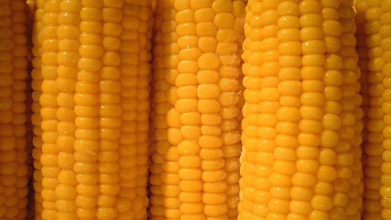 Imádod a főtt kukoricát? Így készítsd el, hogy tökéletes legyen!
