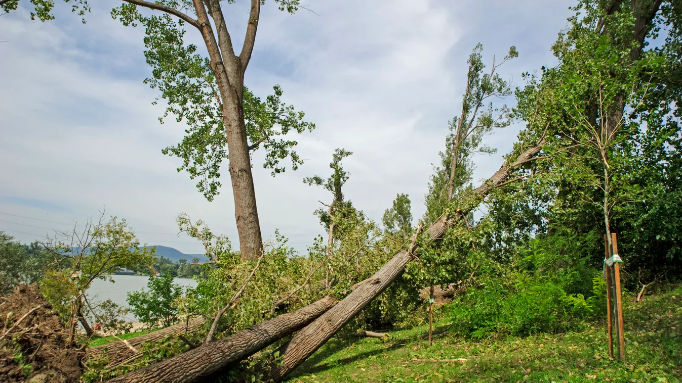 "A kerítésem előtt élesztették újra": egy 3 gyermekes édesanyára zuhant egy faág Dunakeszin